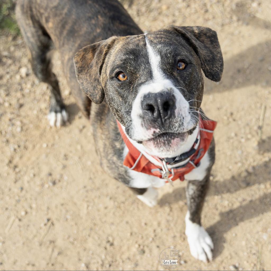 Clinton, an adoptable Labrador Retriever, Mixed Breed in Fort Collins, CO, 80526 | Photo Image 6