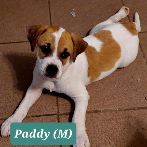 Paddy, an adoptable Boxer, Mixed Breed in Fort Collins, CO, 80526 | Photo Image 2