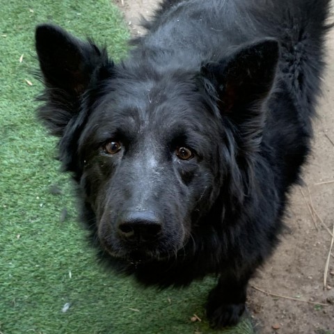 Roo, an adoptable Chow Chow, Mixed Breed in Fort Collins, CO, 80526 | Photo Image 1