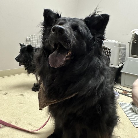 Roo, an adoptable Chow Chow, Mixed Breed in Fort Collins, CO, 80526 | Photo Image 2