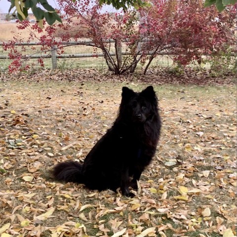 Roo, an adoptable Chow Chow, Mixed Breed in Fort Collins, CO, 80526 | Photo Image 3