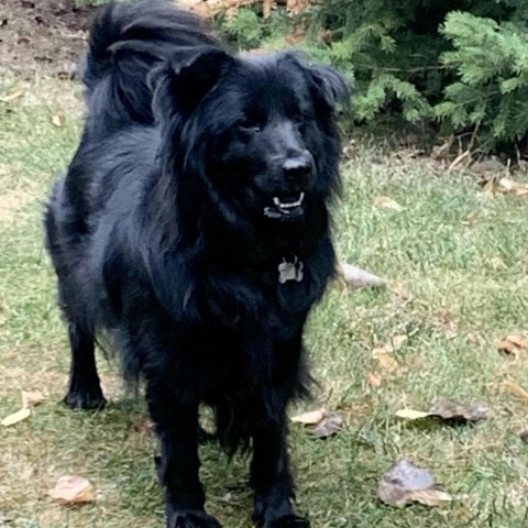 Roo, an adoptable Chow Chow, Mixed Breed in Fort Collins, CO, 80526 | Photo Image 5