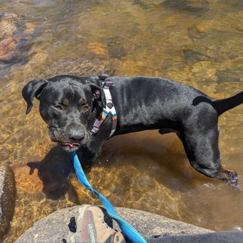 Ombre, an adoptable Mastiff, Boxer in Fort Collins, CO, 80526 | Photo Image 2