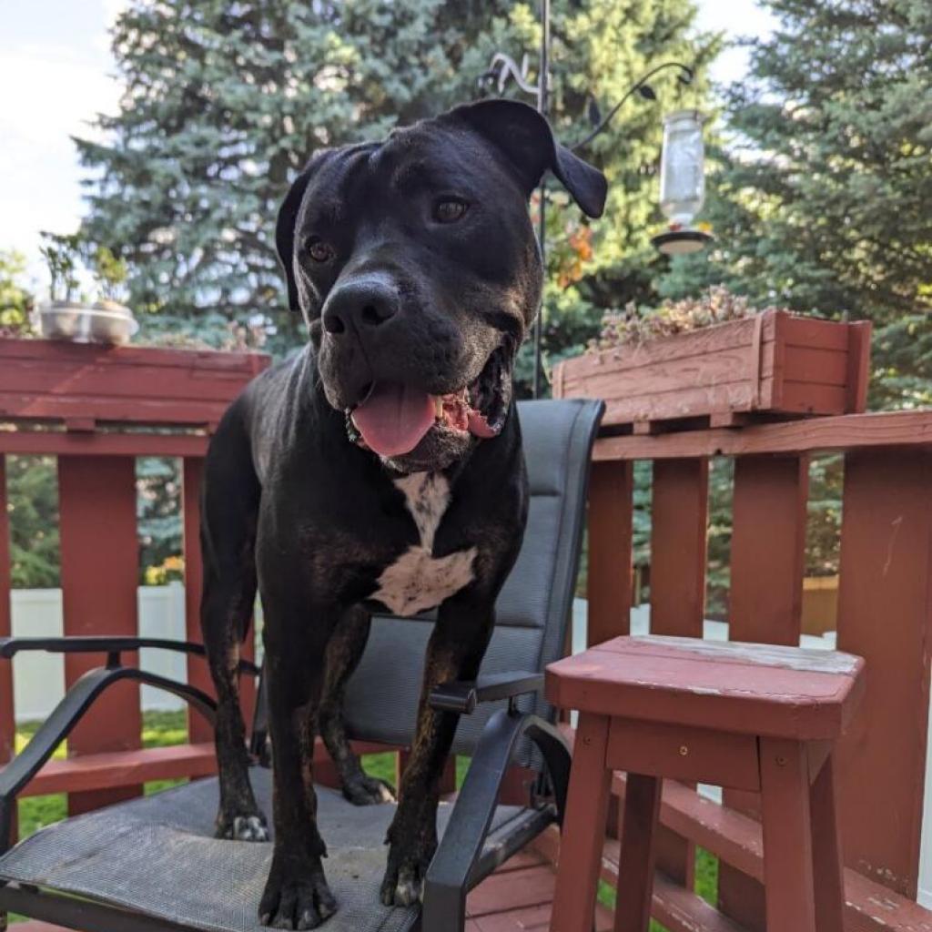 Ombre, an adoptable Mastiff, Boxer in Fort Collins, CO, 80526 | Photo Image 2