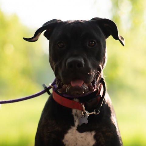Ombre, an adoptable Mastiff, Boxer in Fort Collins, CO, 80526 | Photo Image 3
