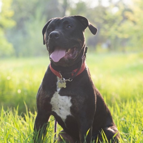 Ombre, an adoptable Mastiff, Boxer in Fort Collins, CO, 80526 | Photo Image 3