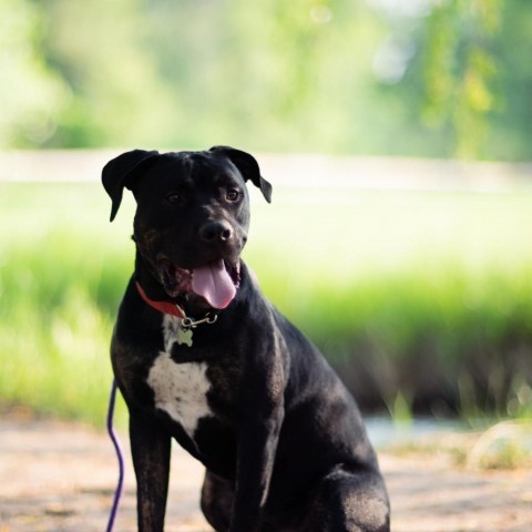 Ombre, an adoptable Mastiff, Boxer in Fort Collins, CO, 80526 | Photo Image 4