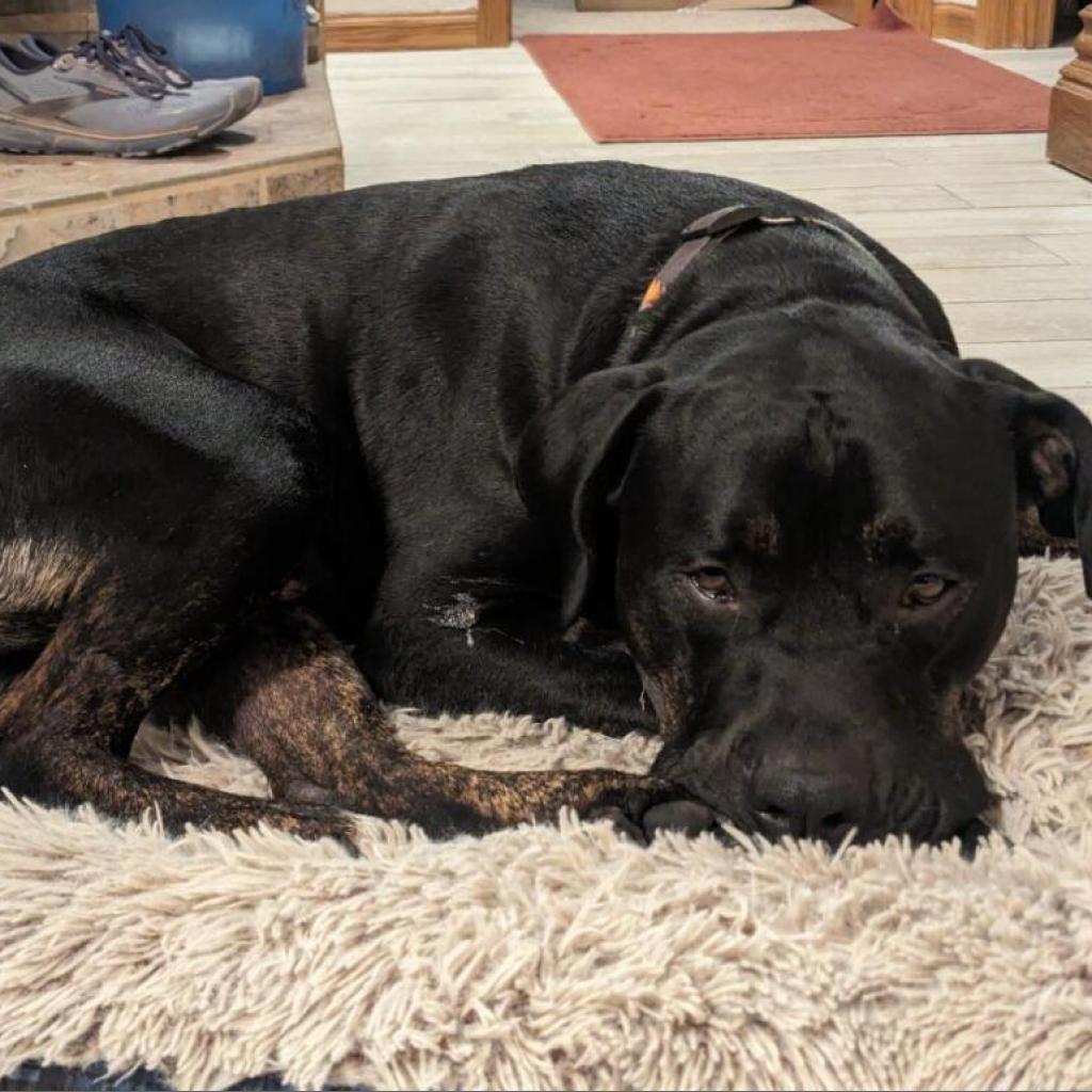 Ombre, an adoptable Mastiff, Boxer in Fort Collins, CO, 80526 | Photo Image 4