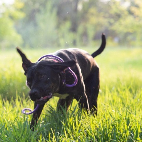 Ombre, an adoptable Mastiff, Boxer in Fort Collins, CO, 80526 | Photo Image 5