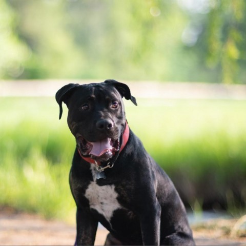 Ombre, an adoptable Mastiff, Boxer in Fort Collins, CO, 80526 | Photo Image 6