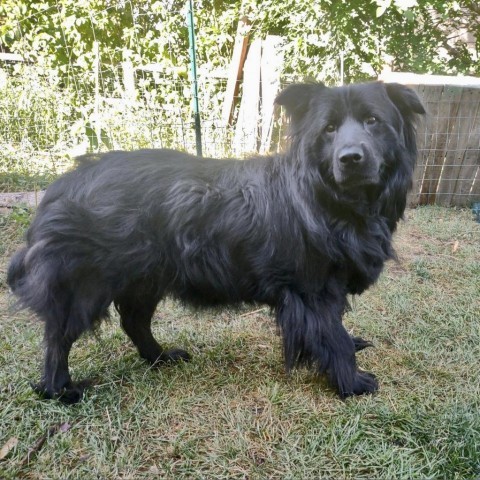 Sammy, an adoptable Chow Chow, Mixed Breed in Fort Collins, CO, 80526 | Photo Image 1