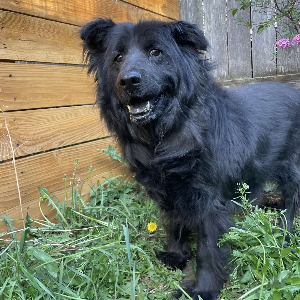 Sammy, an adoptable Chow Chow, Mixed Breed in Fort Collins, CO, 80526 | Photo Image 1