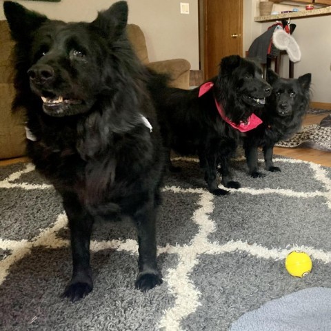 Sammy, an adoptable Chow Chow, Mixed Breed in Fort Collins, CO, 80526 | Photo Image 2