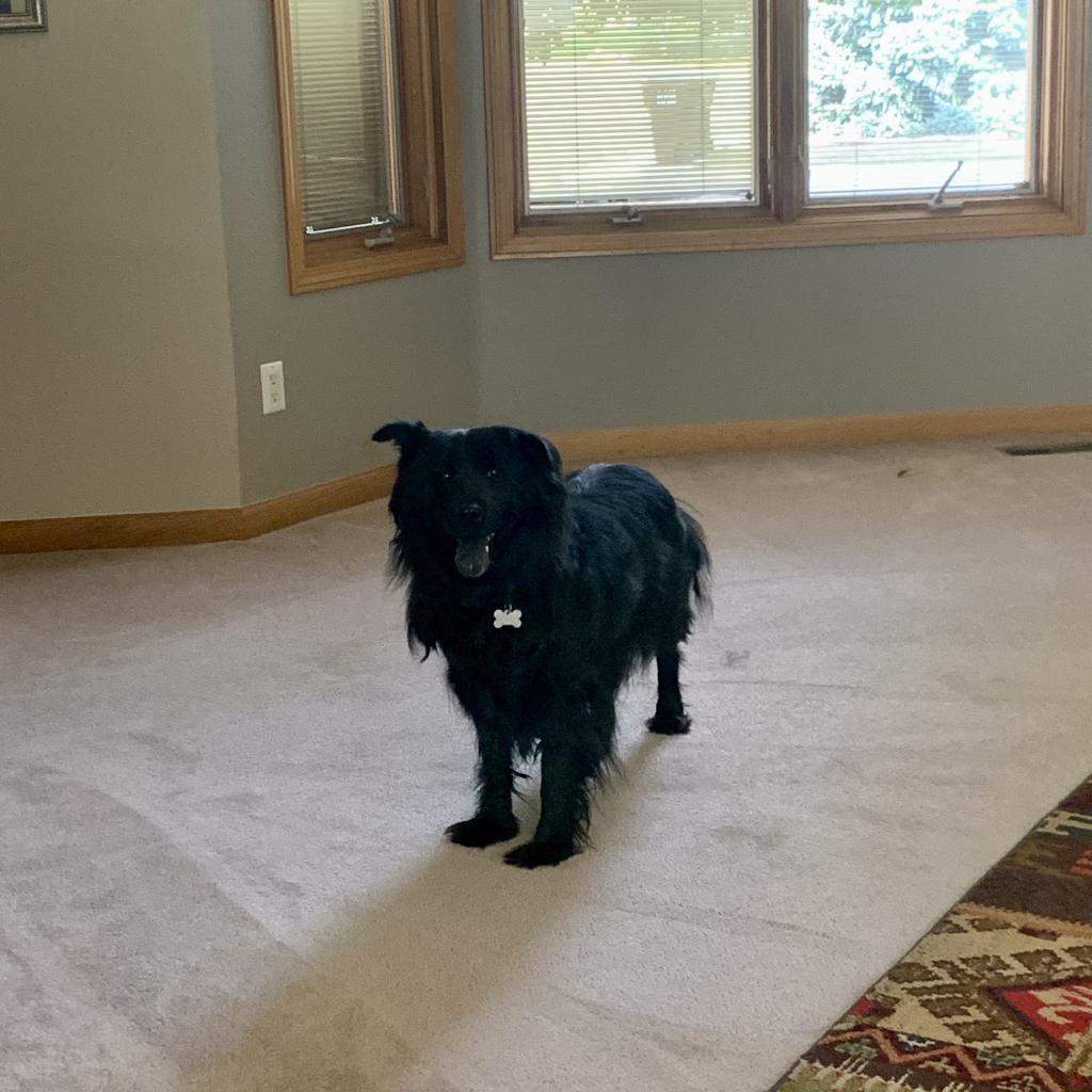 Sammy, an adoptable Chow Chow, Mixed Breed in Fort Collins, CO, 80526 | Photo Image 2