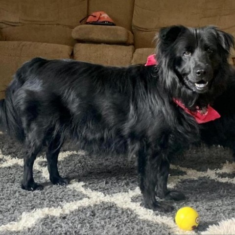 Sammy, an adoptable Chow Chow, Mixed Breed in Fort Collins, CO, 80526 | Photo Image 3