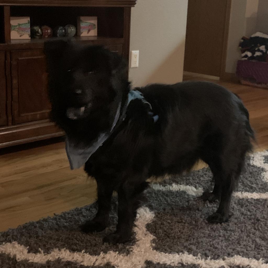 Sammy, an adoptable Chow Chow, Mixed Breed in Fort Collins, CO, 80526 | Photo Image 3