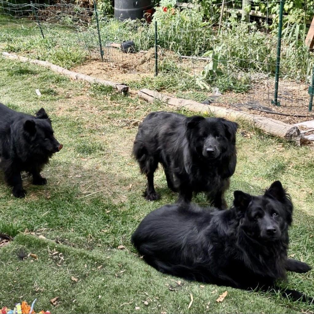 Sammy, an adoptable Chow Chow, Mixed Breed in Fort Collins, CO, 80526 | Photo Image 4