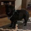 Sammy photo 4