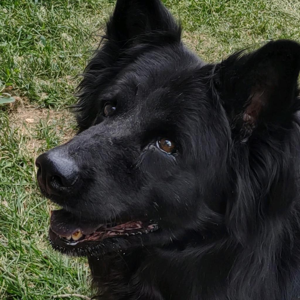 Sammy, an adoptable Chow Chow, Mixed Breed in Fort Collins, CO, 80526 | Photo Image 6