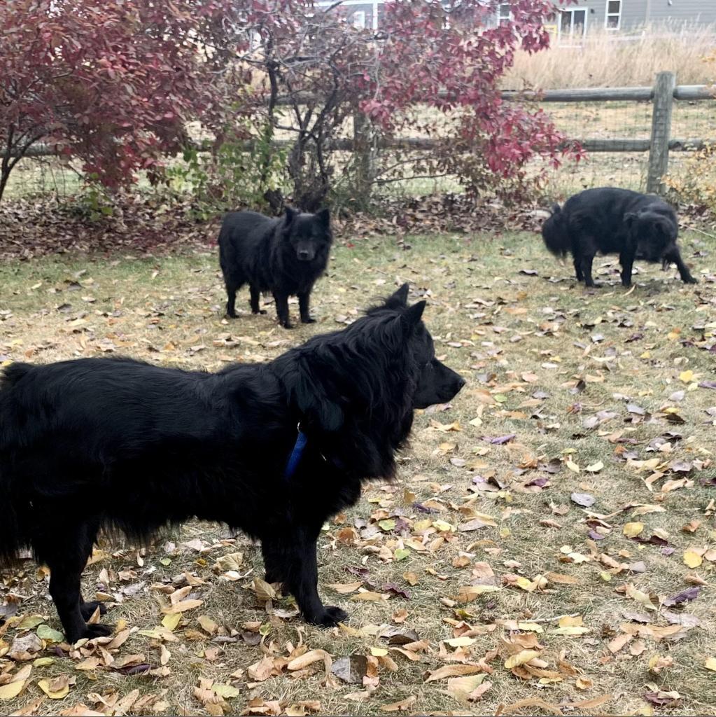 Sammy, an adoptable Chow Chow, Mixed Breed in Fort Collins, CO, 80526 | Photo Image 6