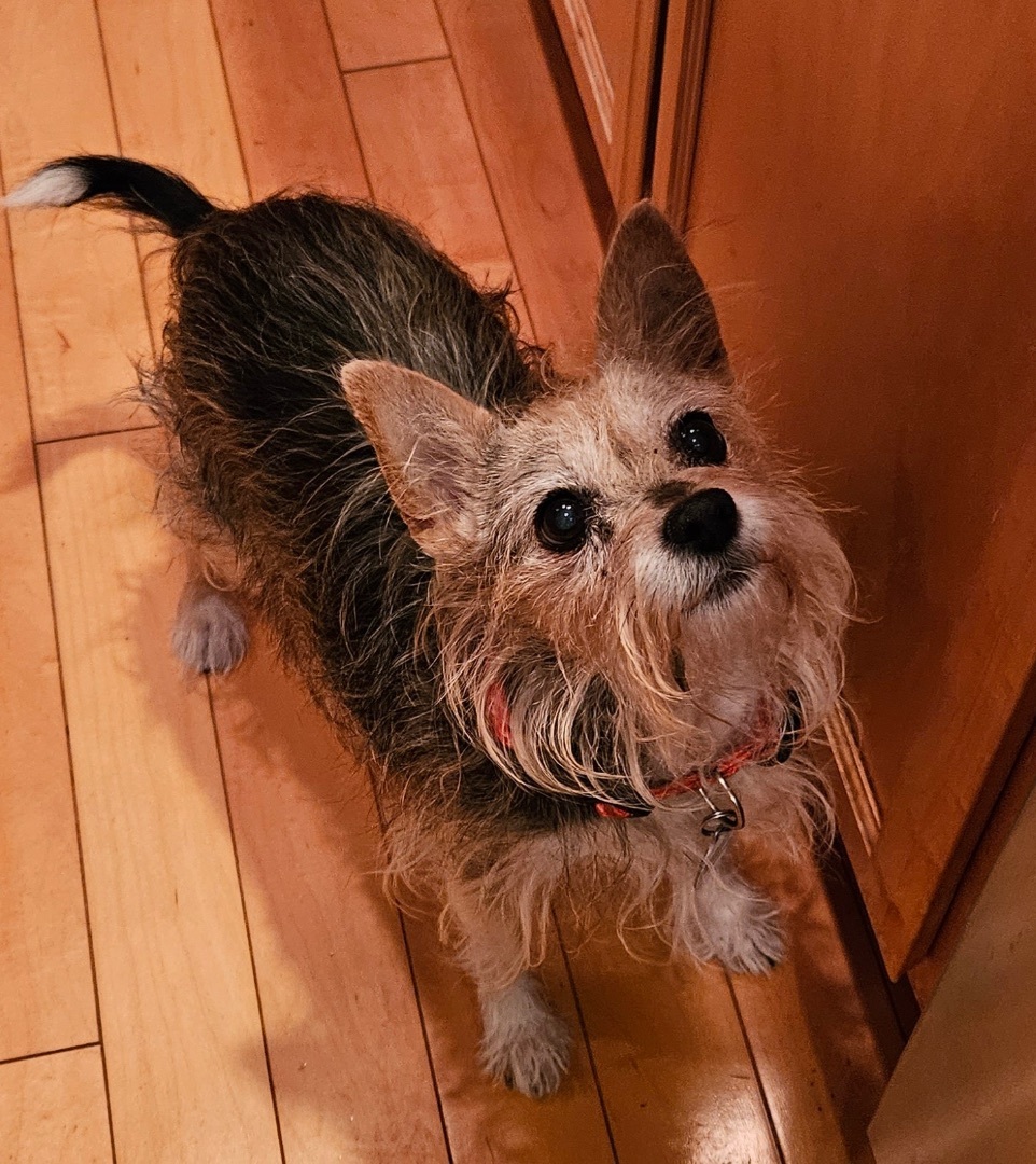 Wire haired best sale terrier yorkie mix