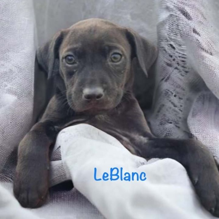 LeBlanc , an adopted Labrador Retriever Mix in Manchester, CT_image-1