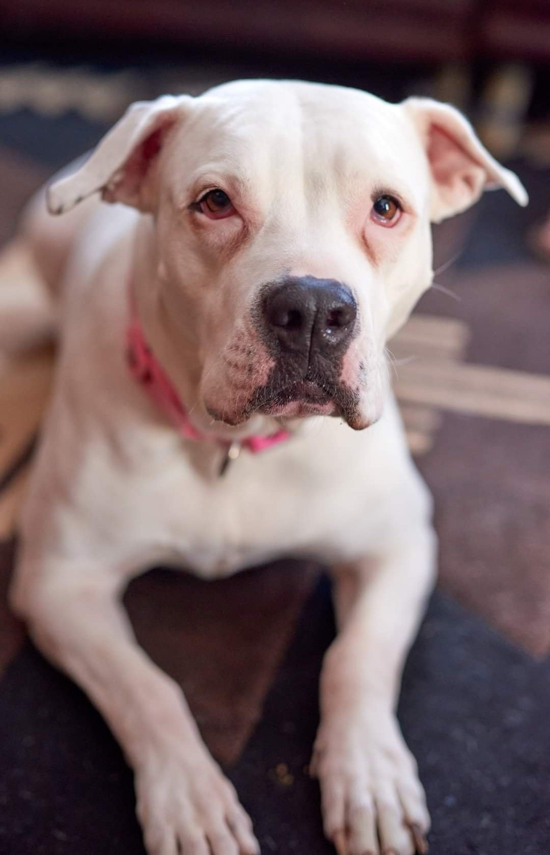 Plum, an adoptable American Bulldog, Pit Bull Terrier in Minnetonka, MN, 55345 | Photo Image 1