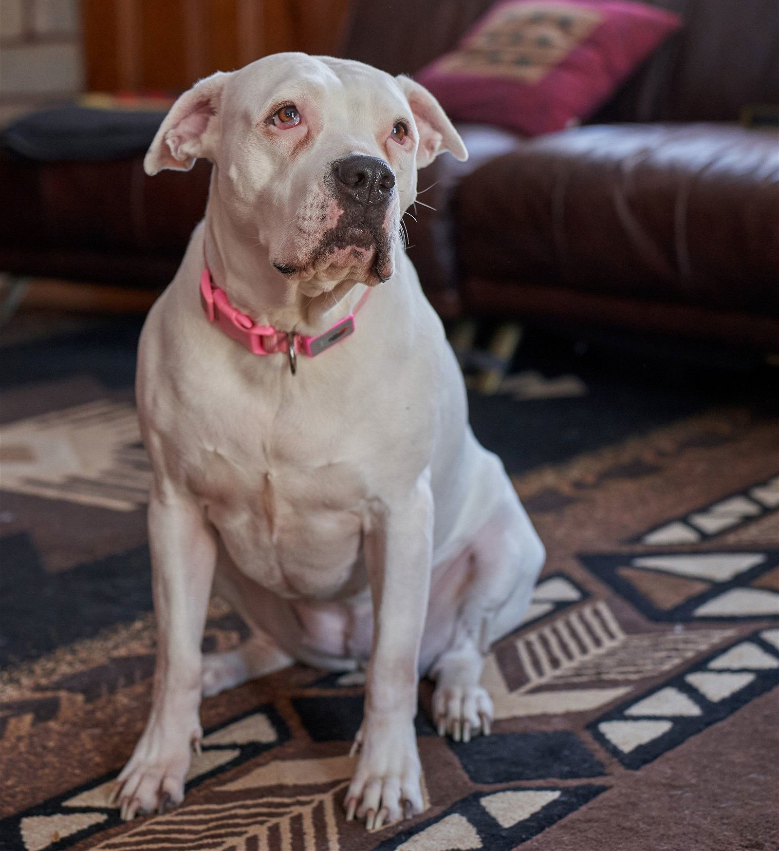 Plum, an adoptable American Bulldog, Pit Bull Terrier in Princeton, MN, 55371 | Photo Image 1