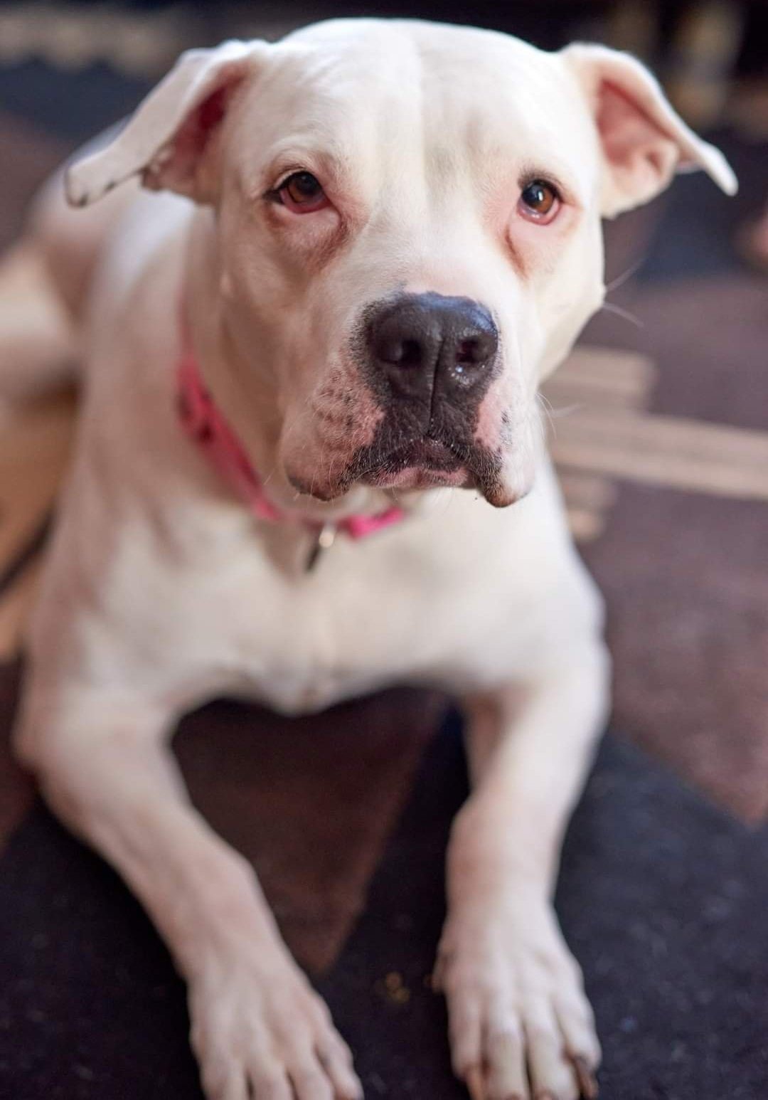 Plum, an adoptable American Bulldog, Pit Bull Terrier in Princeton, MN, 55371 | Photo Image 2