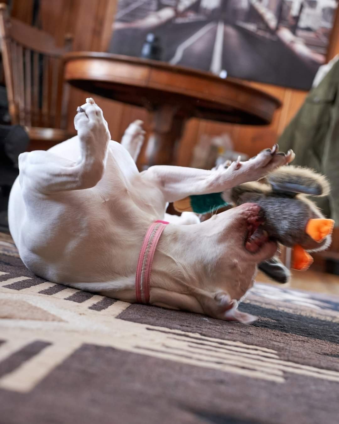 Plum, an adoptable American Bulldog, Pit Bull Terrier in Minnetonka, MN, 55345 | Photo Image 3