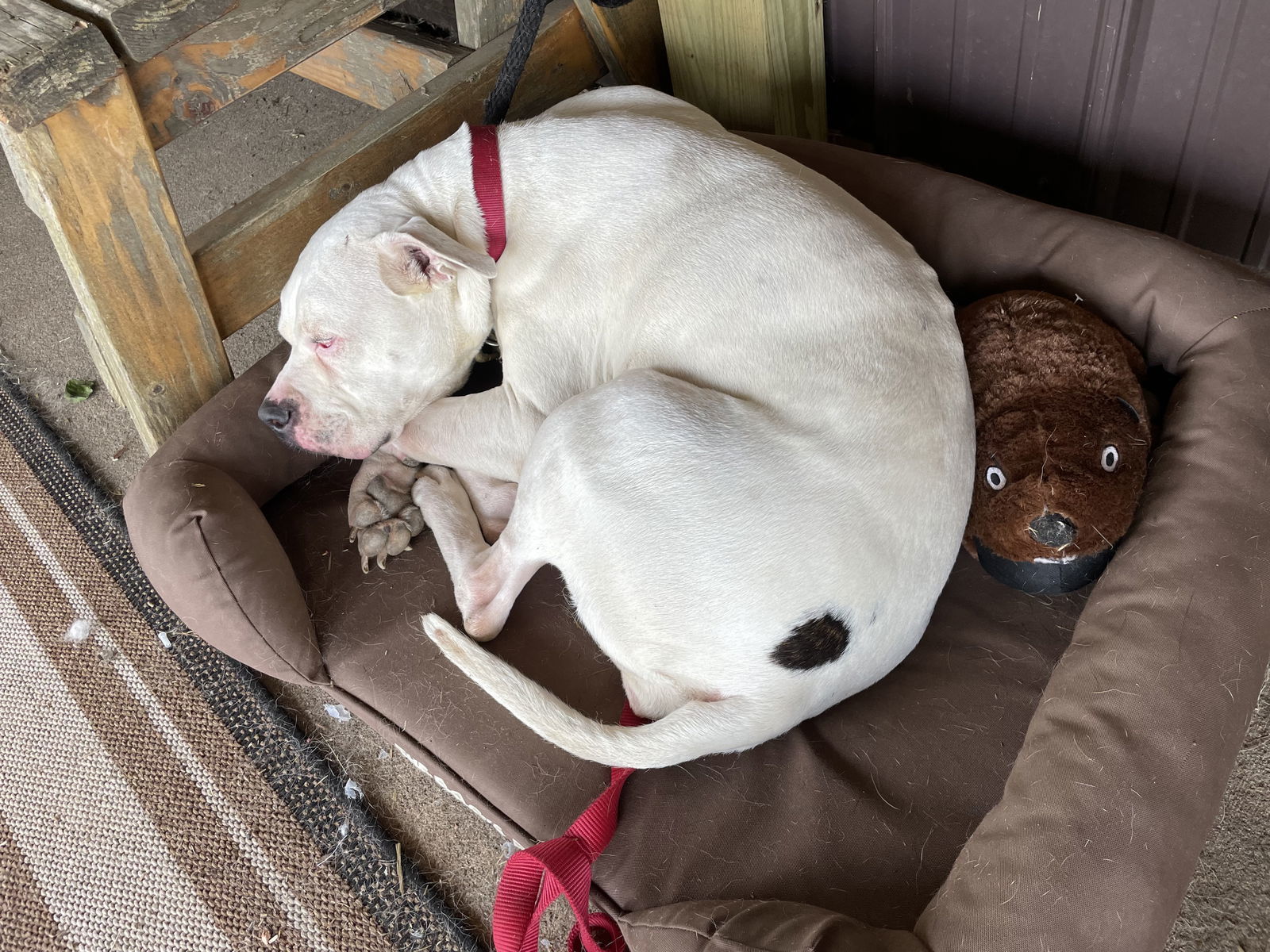 Plum, an adoptable American Bulldog, Pit Bull Terrier in Princeton, MN, 55371 | Photo Image 3