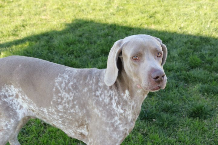 Pinnacle, an adopted German Shorthaired Pointer & Hound Mix in Clovis, CA_image-3