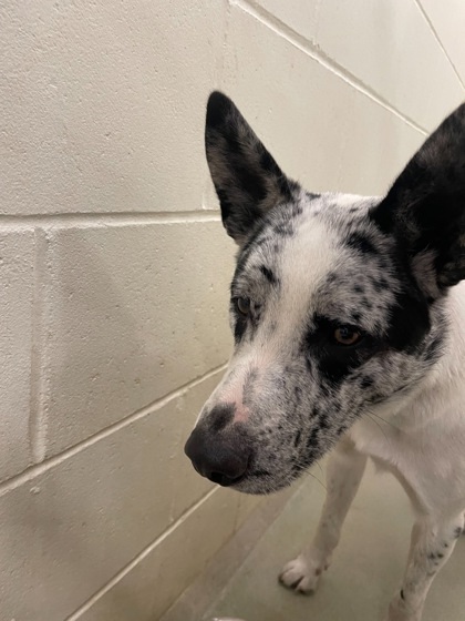 Howard, an adoptable Border Collie, Catahoula Leopard Dog in Willmar, MN, 56201 | Photo Image 2