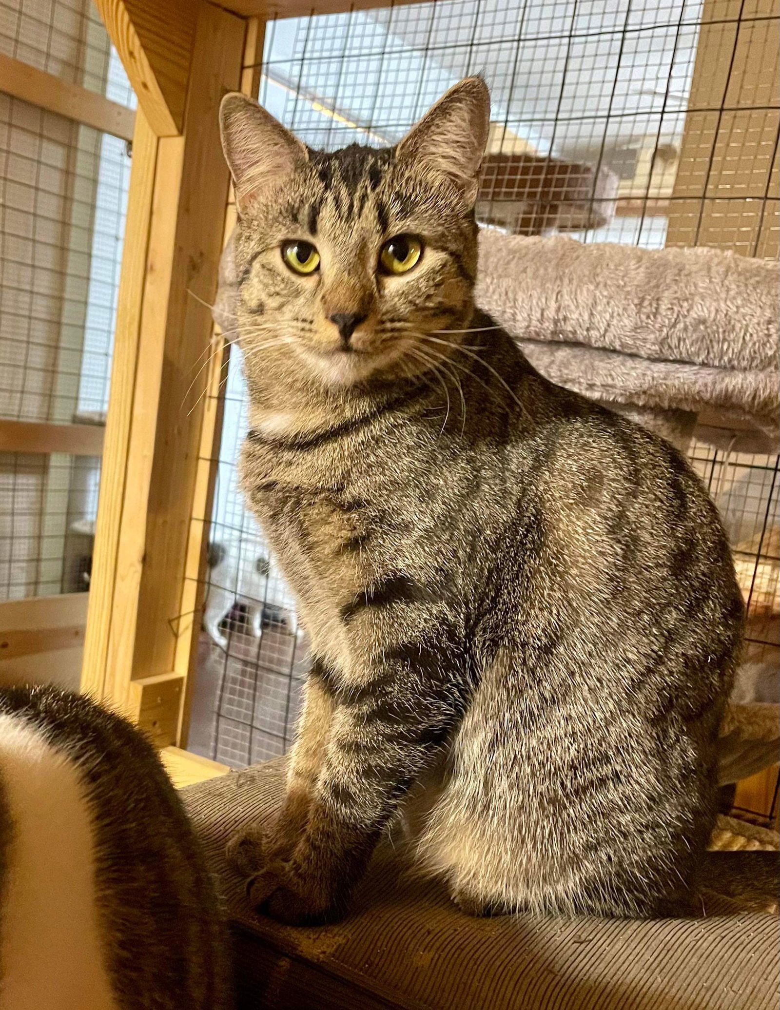 Longitude, an adoptable Domestic Short Hair in Camden, SC, 29021 | Photo Image 1