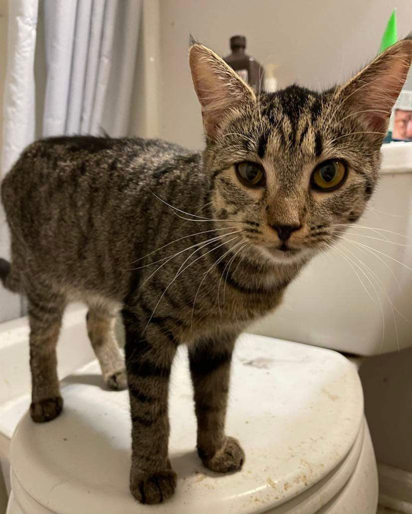 Longitude, an adoptable Domestic Short Hair in Camden, SC, 29021 | Photo Image 2