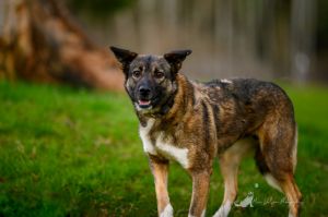 Name Isla Age About 3 years Gender Female Breed Shepherd Mix SpayedNeutered