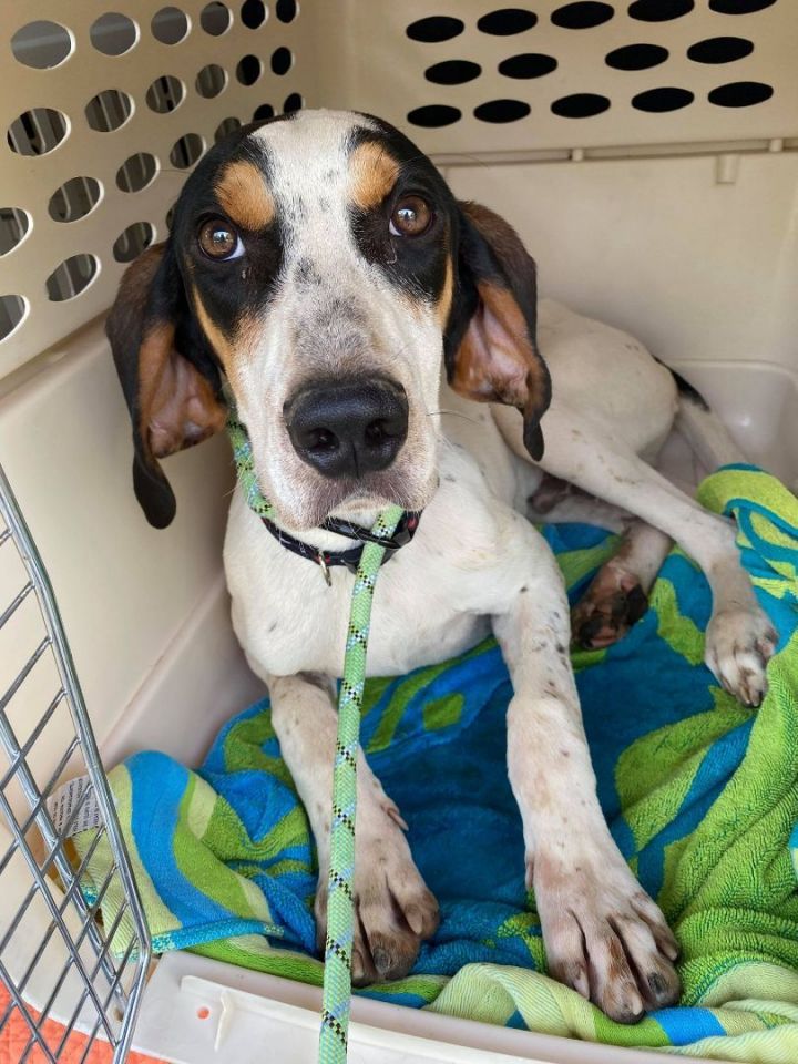 Bluetick walker best sale mix puppies