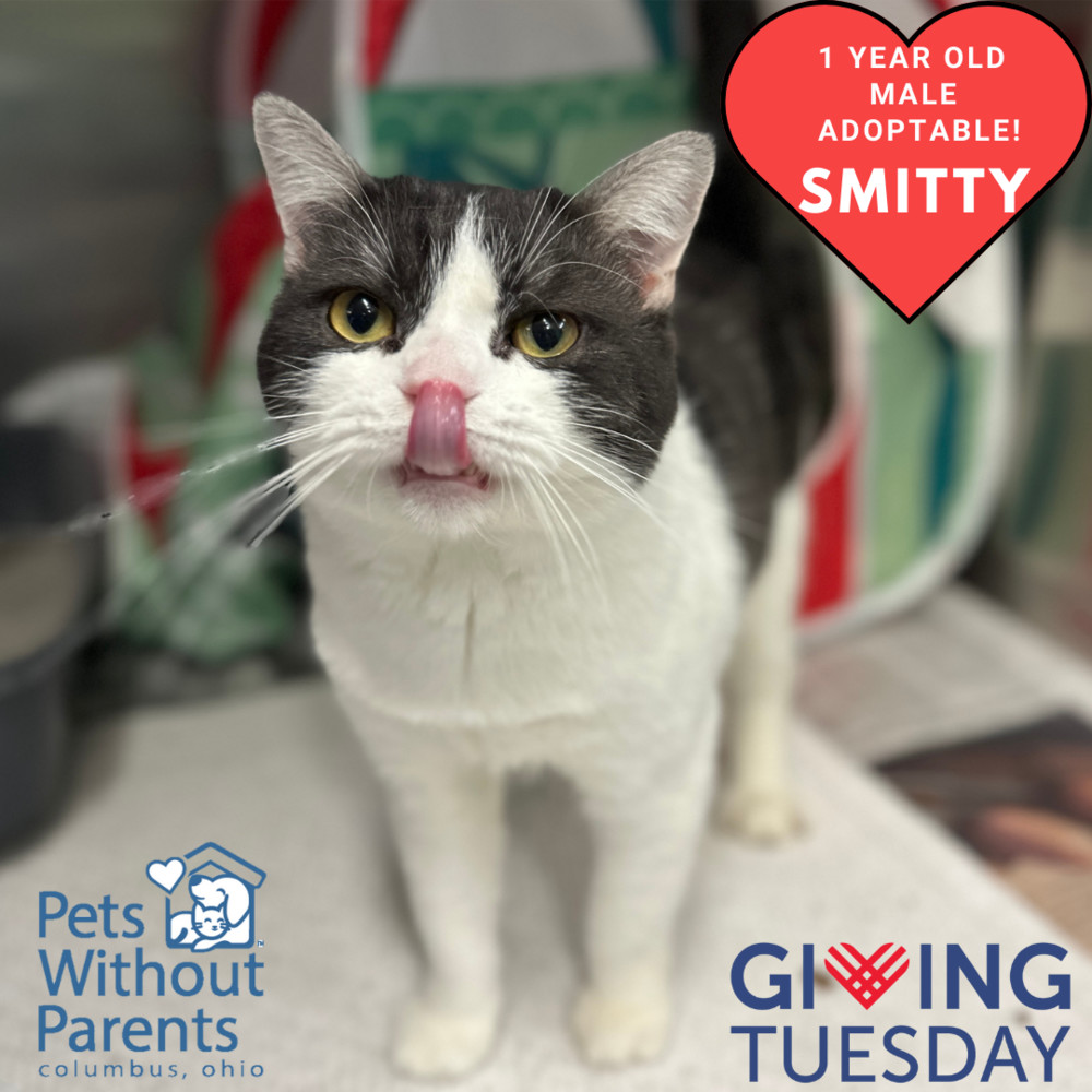 Smitty's cat hot sale rescue shelter