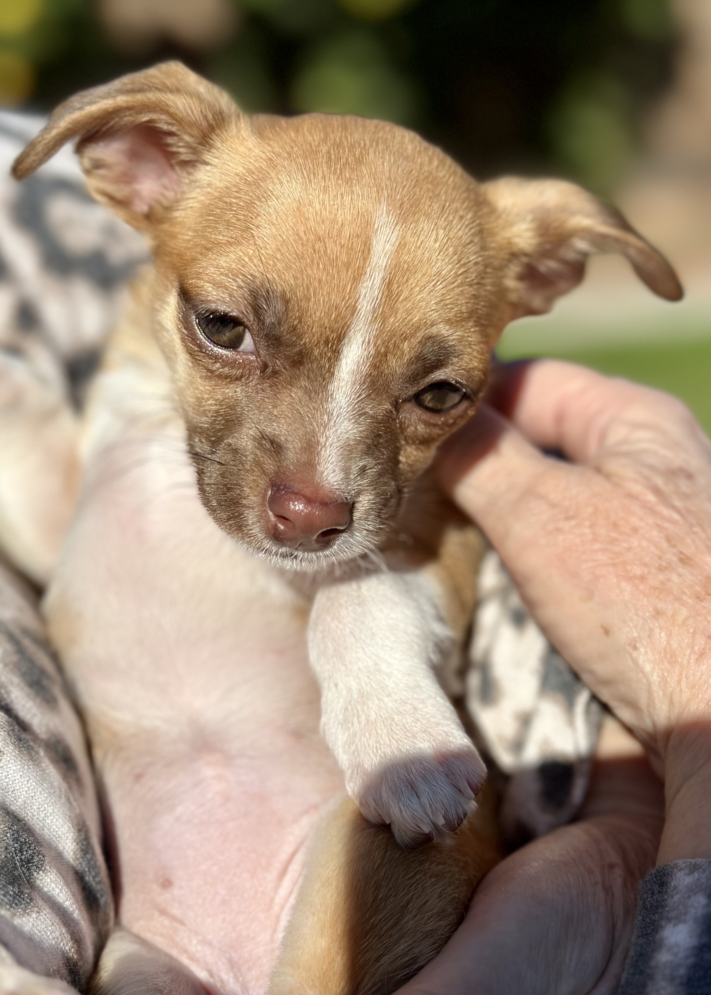 Dog for adoption Holiday Spice LitterNutmeg a Chihuahua Mix in 