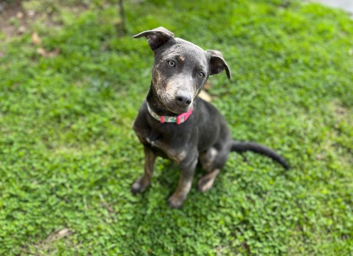 Tina, an adoptable Labrador Retriever Mix in Greensboro, NC_image-2