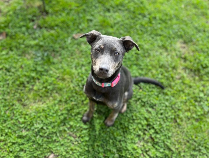 Tina, an adoptable Labrador Retriever Mix in Greensboro, NC_image-3