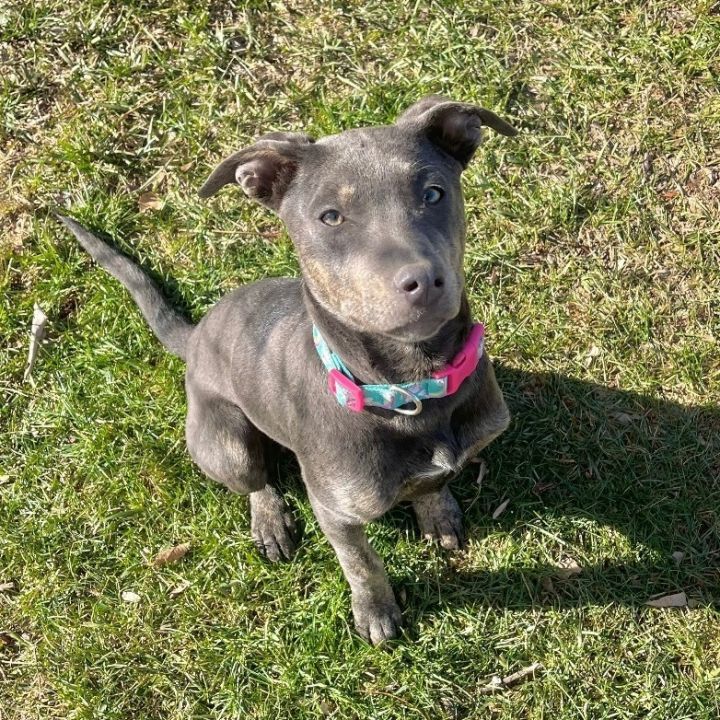 Tina, an adoptable Labrador Retriever Mix in Greensboro, NC_image-6