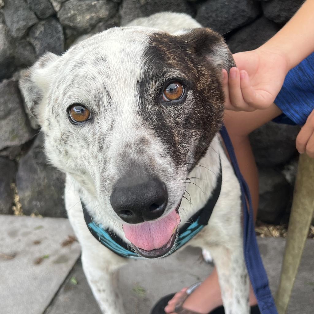 Musubi (In Senior Hospice care), an adoptable Australian Cattle Dog / Blue Heeler in Keaau, HI, 96749 | Photo Image 1