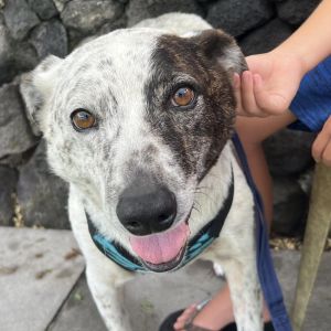Musubi (In Senior Hospice care), Senior Male Australian Cattle Dog / Blue Heeler