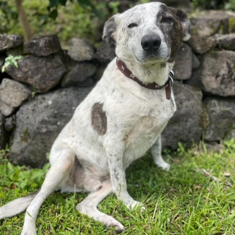 Musubi (In Senior Hospice care), an adoptable Australian Cattle Dog / Blue Heeler in Keaau, HI, 96749 | Photo Image 2