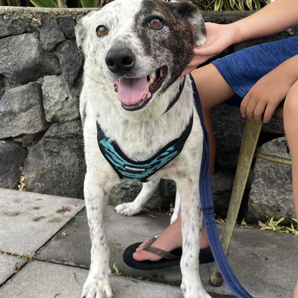 Musubi (In Senior Hospice care), an adoptable Australian Cattle Dog / Blue Heeler in Keaau, HI, 96749 | Photo Image 3