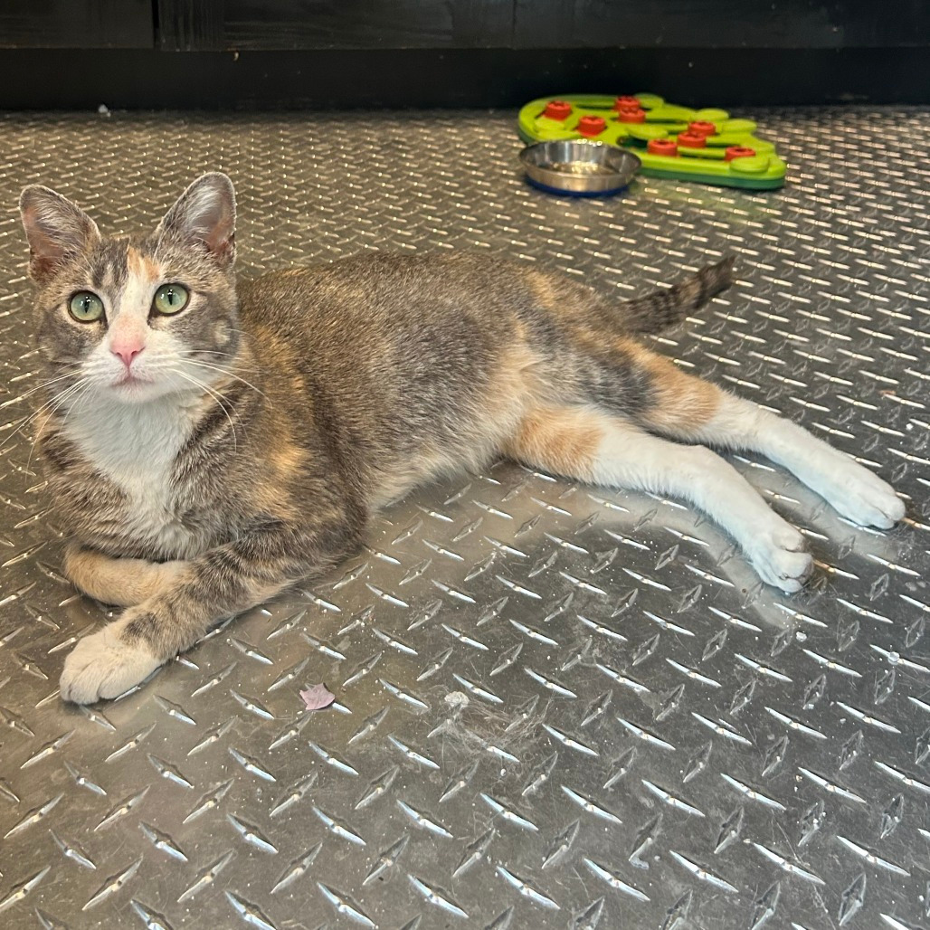 Meet more of TCPR's adoptable cats at The Cafe Meow - New Hope!, an adoptable Domestic Short Hair in St. Paul, MN, 55128 | Photo Image 1