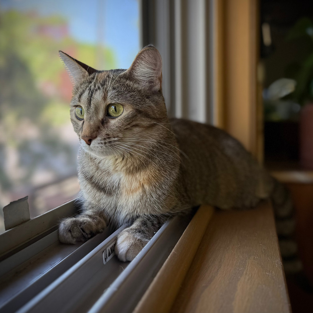 Meet more of TCPR's adoptable cats at The Cafe Meow - New Hope!, an adoptable Domestic Short Hair in St. Paul, MN, 55128 | Photo Image 1