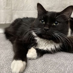 Meet more of TCPR's adoptable cats at The Cafe Meow - New Hope!, an adoptable Domestic Short Hair in St. Paul, MN, 55128 | Photo Image 2