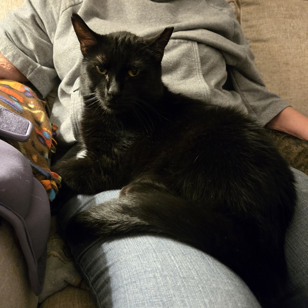 Meet more of TCPR's adoptable cats at The Cafe Meow - New Hope!, an adoptable Domestic Short Hair in St. Paul, MN, 55128 | Photo Image 2